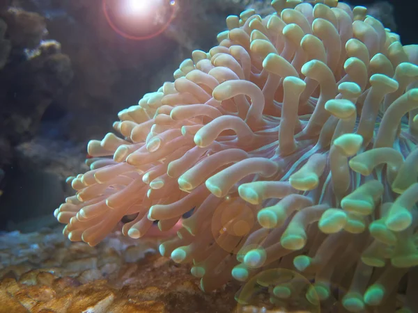 Hammer Coral Big Polyp Stony Coral Називають Euphyllia Під Флуоресцентним — стокове фото