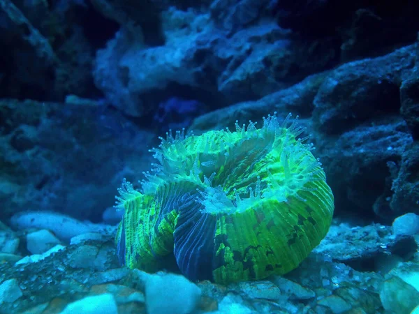 Neon Green Trachyphyllia Brain Coral  showing Tentacle that have stinging cells called nematocysts in reef aquarium .