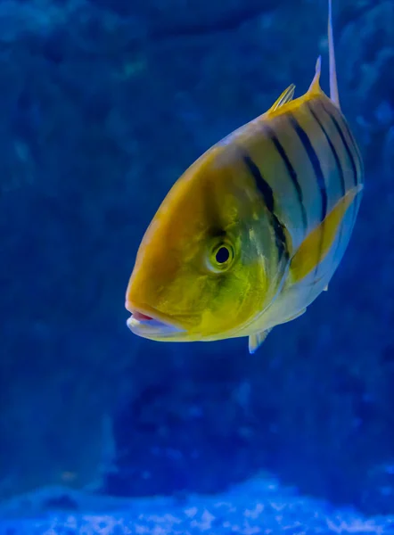 Golden trevally ,Gnathanodon speciosus, also known as the golden king fish