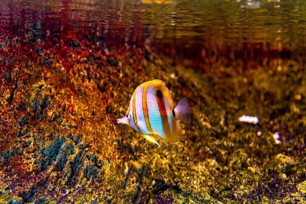 Copperband Butterflyfish Chelmon Rostratus Corals — Fotografia de Stock