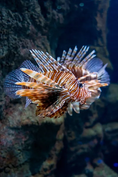 Zebra Lionfish ,Dendrochirus zebra, adult, close-up