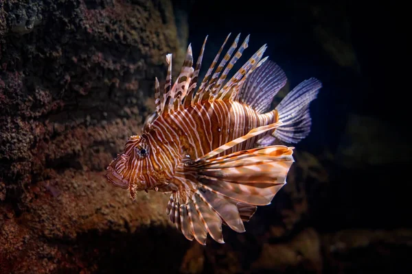 Zebra Lionfish Dendrochirus Zebra Adult Close — Stok fotoğraf