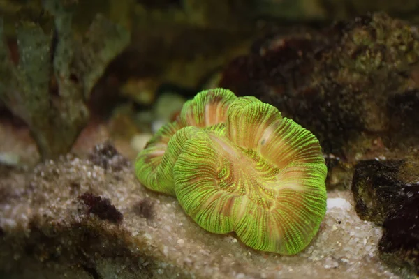 Neon Green Trachyphyllia Brain Coral in reef aquarium .