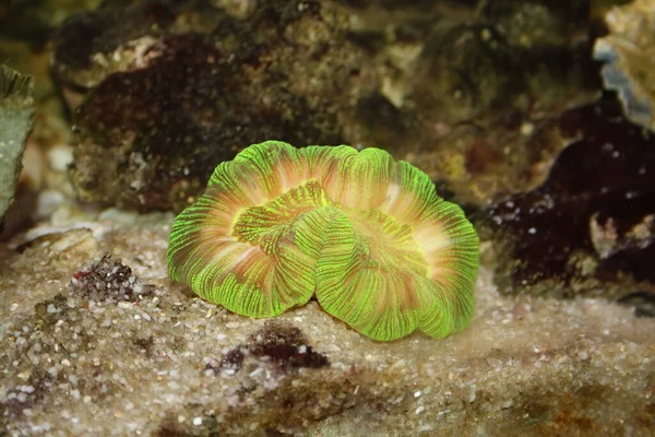 Neon Green Trachyphyllia Brain Coral Reef Aquarium — стокове фото