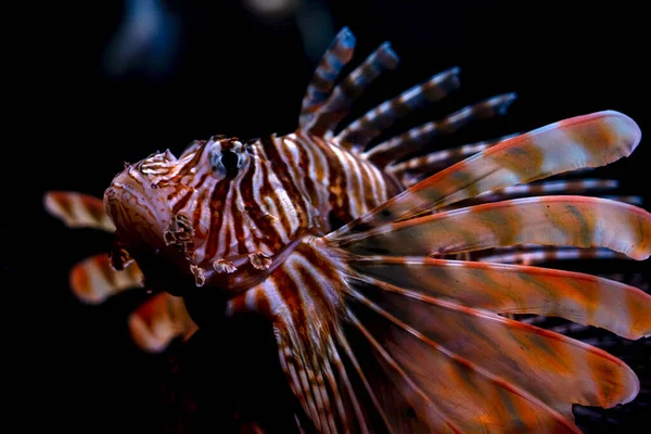 Zebra Lionfish ,Dendrochirus zebra, adult, close-up