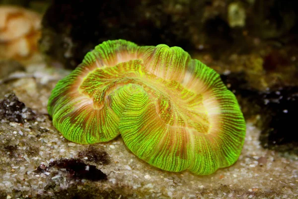 Neon Green Trachyphyllia Brain Coral in reef aquarium .