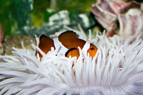 Clown fish host in a white anemone coral