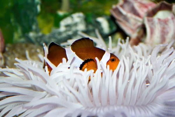 Clown Fish Host White Anemone Coral — Stockfoto