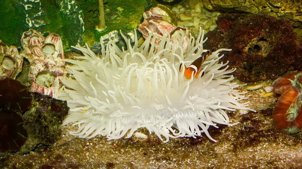 Κλόουν Ξενιστής Ψαριού Ένα Λευκό Κοράλλι Ανεμώνης — Φωτογραφία Αρχείου