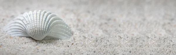 Seashell Άμμο Μακροφωτογραφία — Φωτογραφία Αρχείου