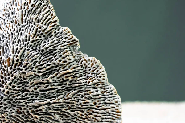 Dead ocean sponge macro photography lines of the skeleton 