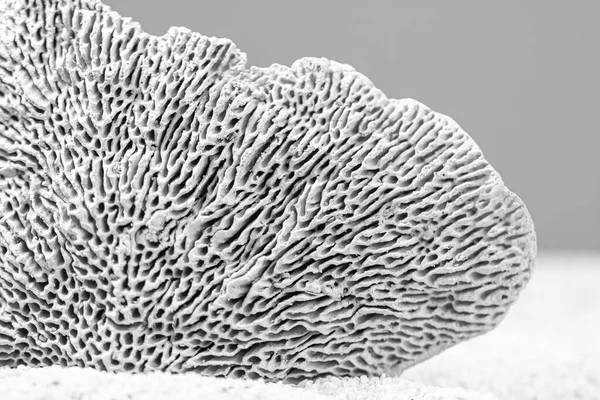 Dead ocean sponge macro photography lines of the skeleton 