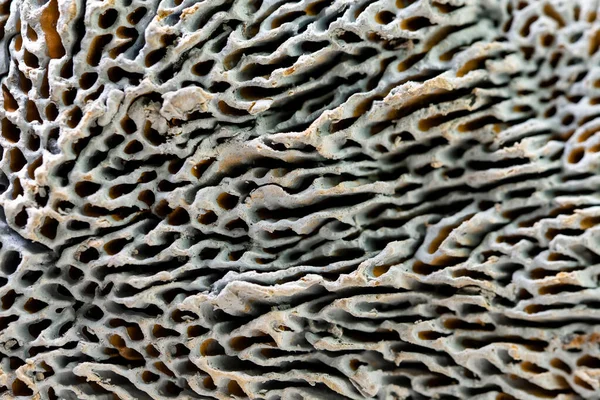 Ocean sponge macro photography lines of the skeleton