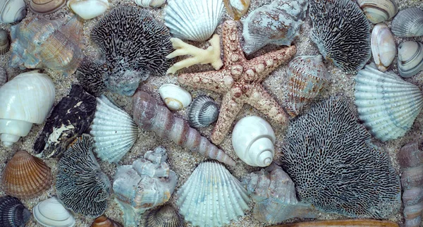 Sea shells, sea star ,corals on sand.Top view
