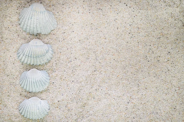 Θαλασσινό Κέλυφος Τοποθετημένα Στη Σειρά Στο Πλάι Στην Άμμο — Φωτογραφία Αρχείου