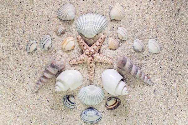 Θαλασσινό Κέλυφος Και Αστέρι Της Θάλασσας Τοποθετημένα Σχήματα Στην Άμμο — Φωτογραφία Αρχείου