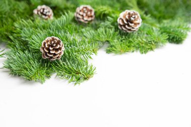 Köknar ya da çam ağacı dalları üzerindeki ağaç tohumu konileri beyaz arkaplan.