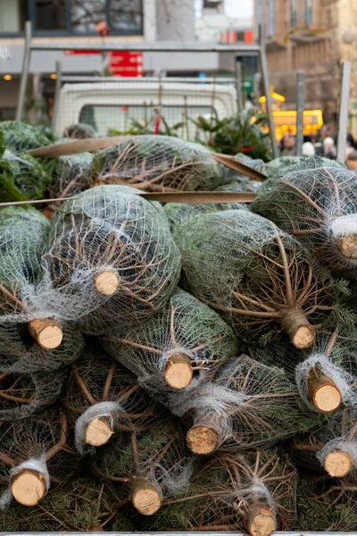 catted pine trees for Christmas and preserved in a nets