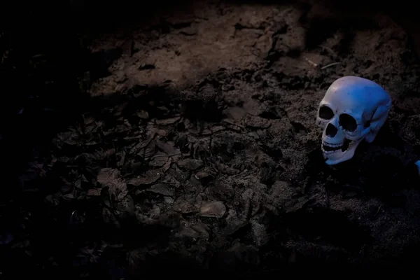 Human skull on dirt in dark  mode ,Halloween concept or Horror.