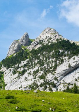 Alpler 'in güzel manzarası. Beyaz Rocky Dağı. Taze yeşil çayırlar ve güneşli bir günde orman ağaçları..