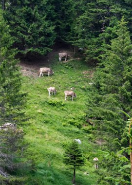 Alpler 'in güzel manzarası. Taze yeşil çayırlar, mağaralar, dağlık güneşli bir günde orman ağaçları, mavi gökyüzü ve ilkbaharda bulutlar..
