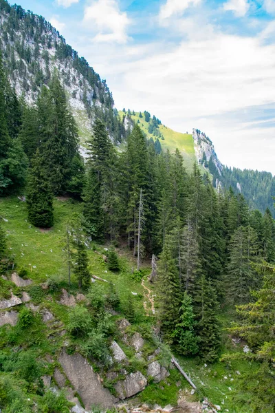 Pohled Krásnou Krajinu Alpách Čerstvými Zelenými Loukami Stromy Lesa Horském — Stock fotografie