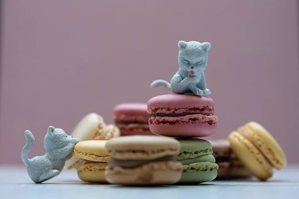 Kittens play around colored macaroons.Macro photography