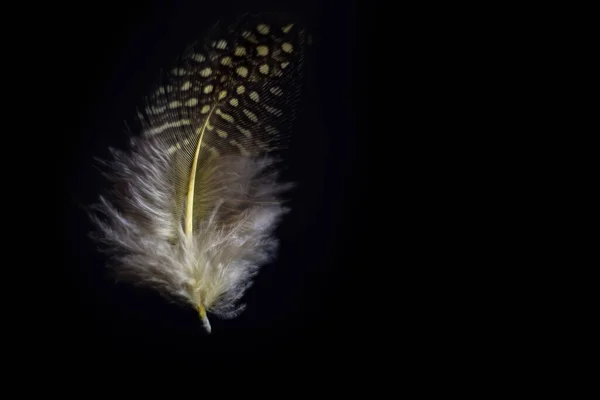 空気中に水平立っている羽 マクロ写真 — ストック写真
