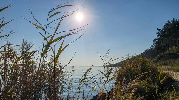 Glaring Sun Shores Lagoon Covered Tall Grasses Other Vegetation — Stock Photo, Image