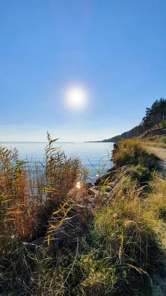 Glaring Sun Shores Lagoon Covered Tall Grasses Other Vegetation — Stock Photo, Image