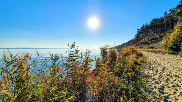 Gölün Kıyılarında Parlayan Güneş Uzun Otlar Diğer Bitkilerle Kaplıydı — Stok fotoğraf