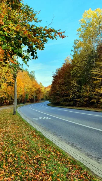 路在秋天的森林里 街道和人行道在秋天的森林里 没有人或汽车 — 图库照片