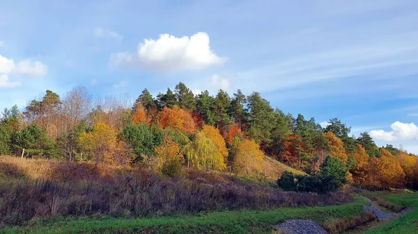 Jesienny Las Wszystkie Kolory Jesiennych Liści Lesie — Zdjęcie stockowe