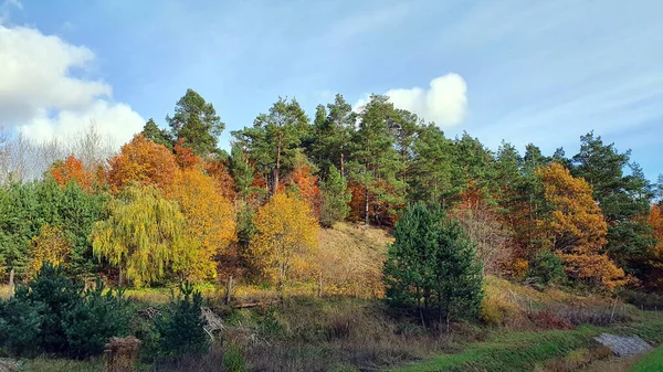 Jesienny Las Wszystkie Kolory Jesiennych Liści Lesie — Zdjęcie stockowe