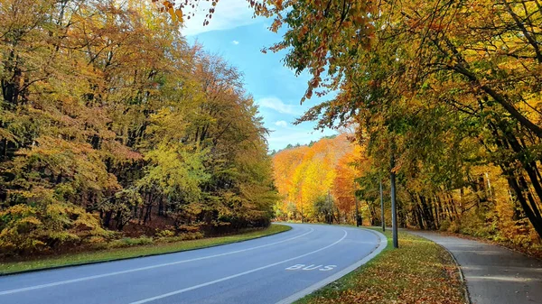 路在秋天的森林里 街道和人行道在秋天的森林里 没有人或汽车 — 图库照片