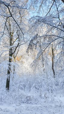 Kış ormanında. Kışın karla kaplı ormanda yürü.
