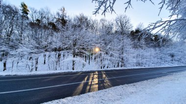 Kış ormanı Karlı bir ormanda, insanların olmadığı bir sokakta ve kaldırımda.