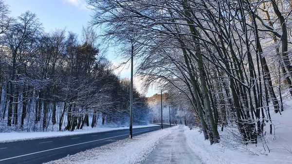 Зимний Лес Улица Тротуар Заснеженном Лесу Людей — стоковое фото