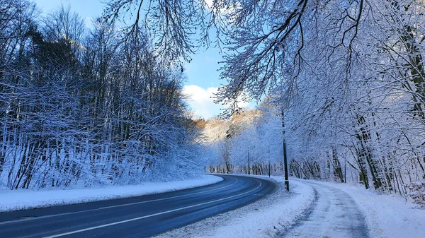 Kış ormanı Karlı bir ormanda, insanların olmadığı bir sokakta ve kaldırımda.