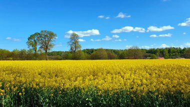 Mavi gökyüzü ve küçük bulutlu kolza tohumu tarlası