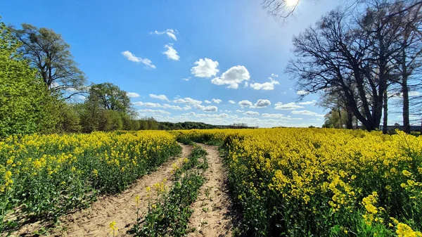 Mavi gökyüzü ve küçük bulutlu kolza tohumu tarlası
