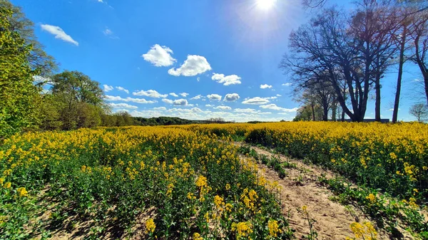 Mavi gökyüzü ve küçük bulutlu kolza tohumu tarlası