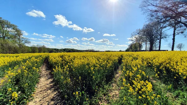 Mavi gökyüzü ve küçük bulutlu kolza tohumu tarlası