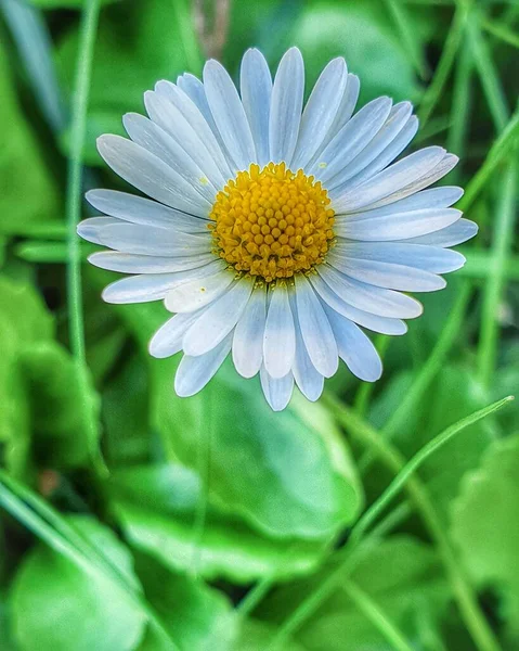 Beautiful White Daisy Green Grass — Stock Photo, Image