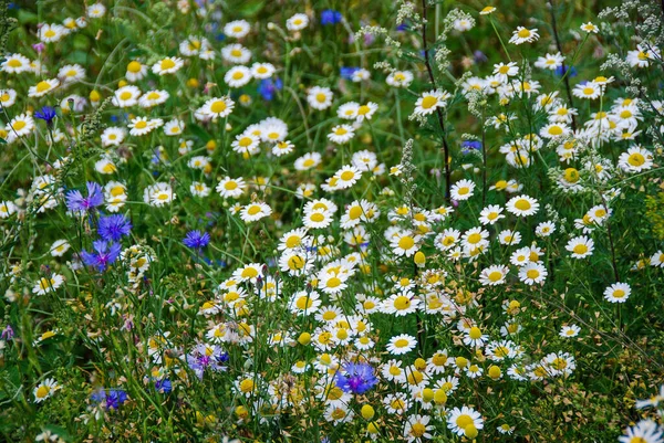 Prato Fiorito Belle Margherite Bianche Fiordalisi Blu — Foto Stock