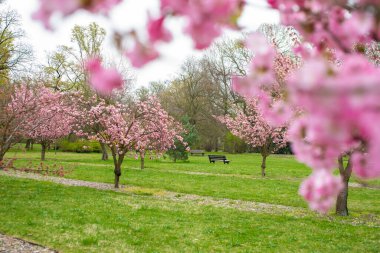 Parkta çiçek açan sakura ağacının dalları. Gökyüzünde kabarık bulutlar. Wroclaw, Polonya.