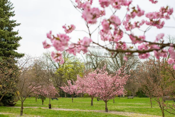 Parkta çiçek açan sakura ağacının dalları. Gökyüzünde kabarık bulutlar. Wroclaw, Polonya.