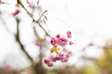Pembe sakura çiçeği, kiraz çiçeği, Himalaya kiraz çiçeği brunch ve yapraklarla