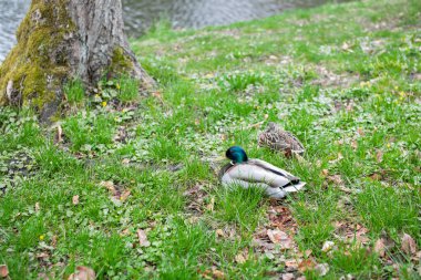 Bir çift erkek ve dişi ördek çimenlerde oturuyor.