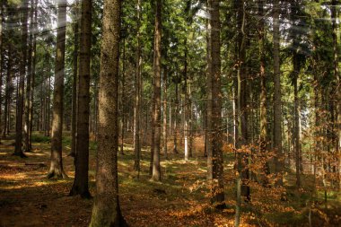 Güzel ilkbahar güneşli Polonya dağlarında çam ormanı manzarası